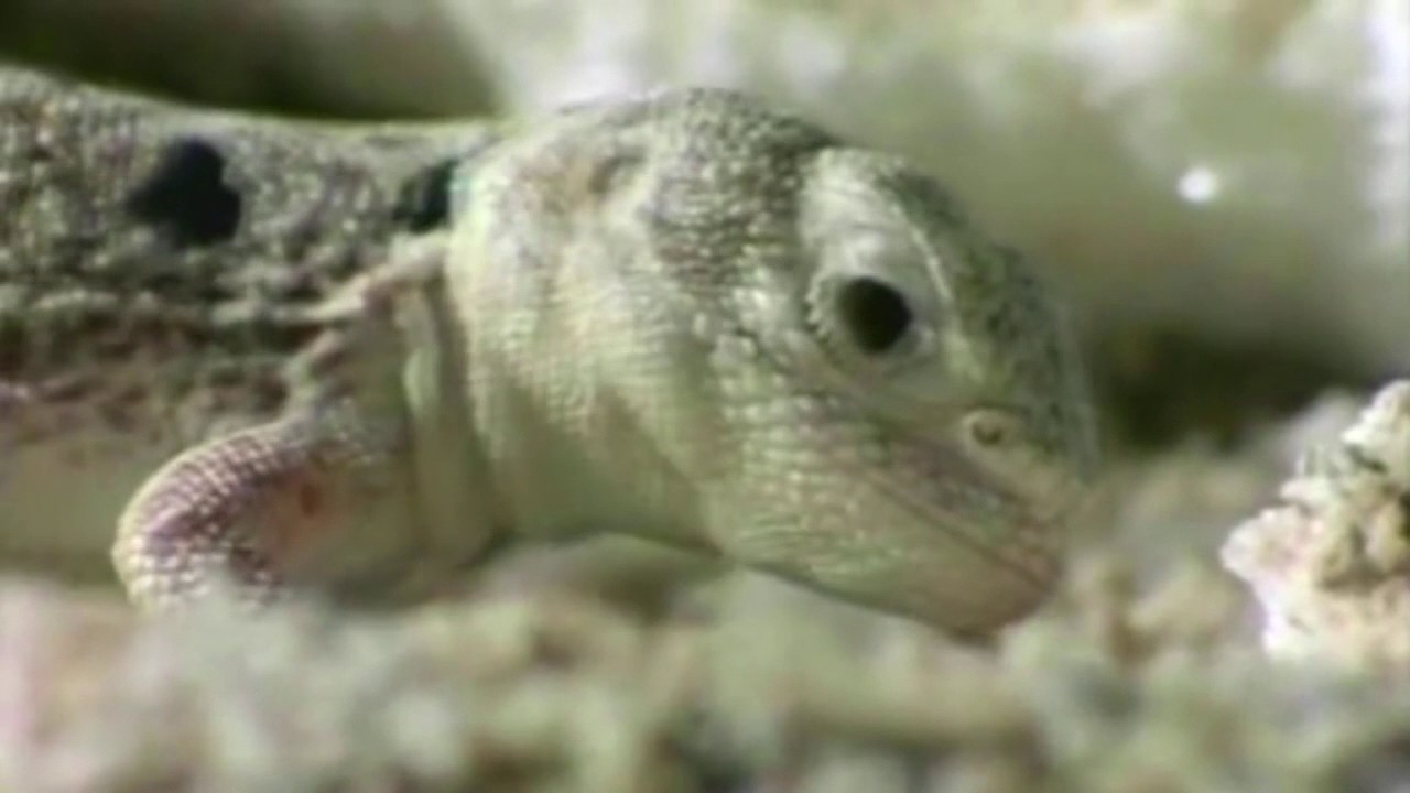 Biologiya  - Sürünənlər sinfi (xarici və daxili quruluşu, çoxalması)