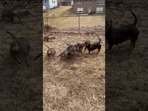 Mama Needs A Break Pup Americanbully Grindsquad Cuteanimals Pitbull Funnyanimals 