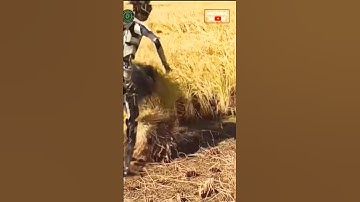 Crop Harvesting By Robots. #farming #agriculture #robot