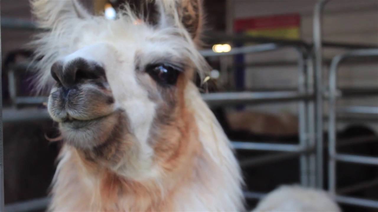 oregon dmv Clackamas County Fair and Rodeo: Cute Animals