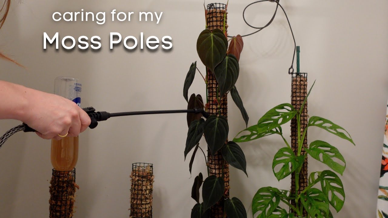 Plant Care – Moss pole – 1 week later – plant.principle