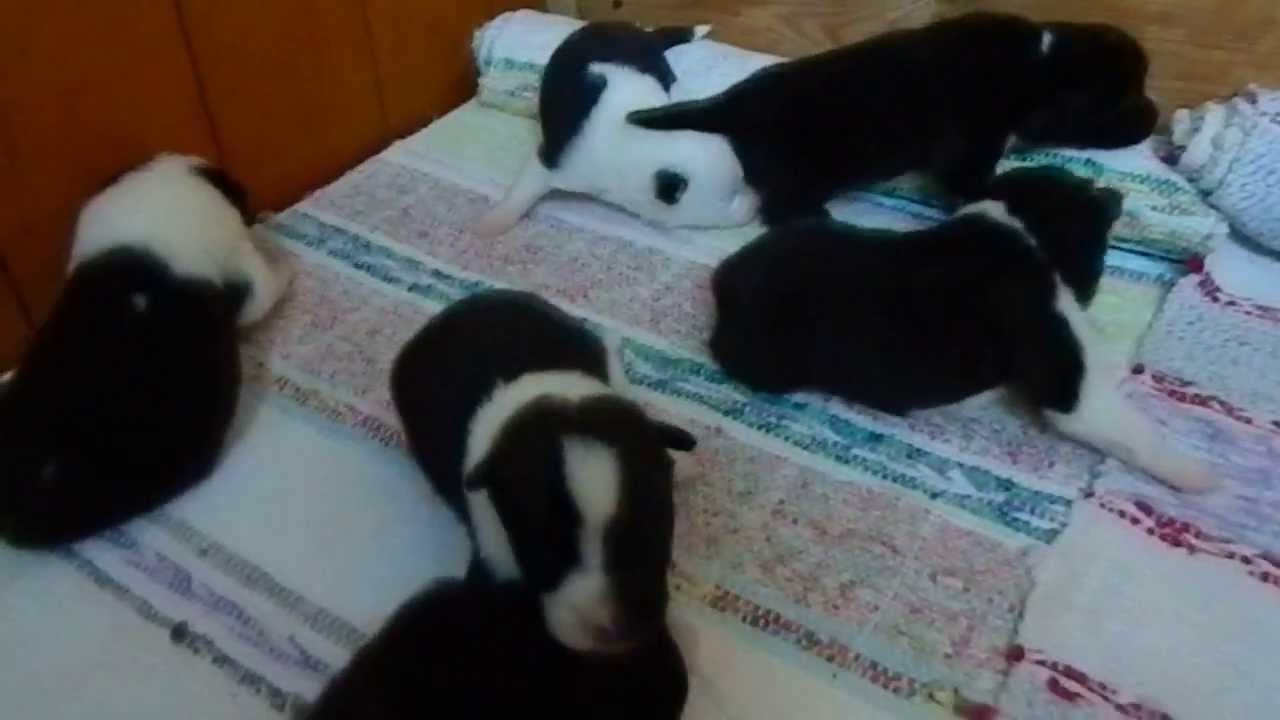 щенки 11 дней.