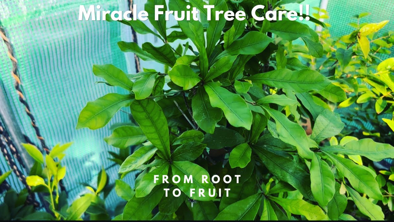 Miracle Fruit Tree Care!! YouTube