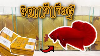 Unboxing ត្រីក្រឹមថ្មី | แกะกล่องปลากัด #bettafish #cupang #ปลากัด