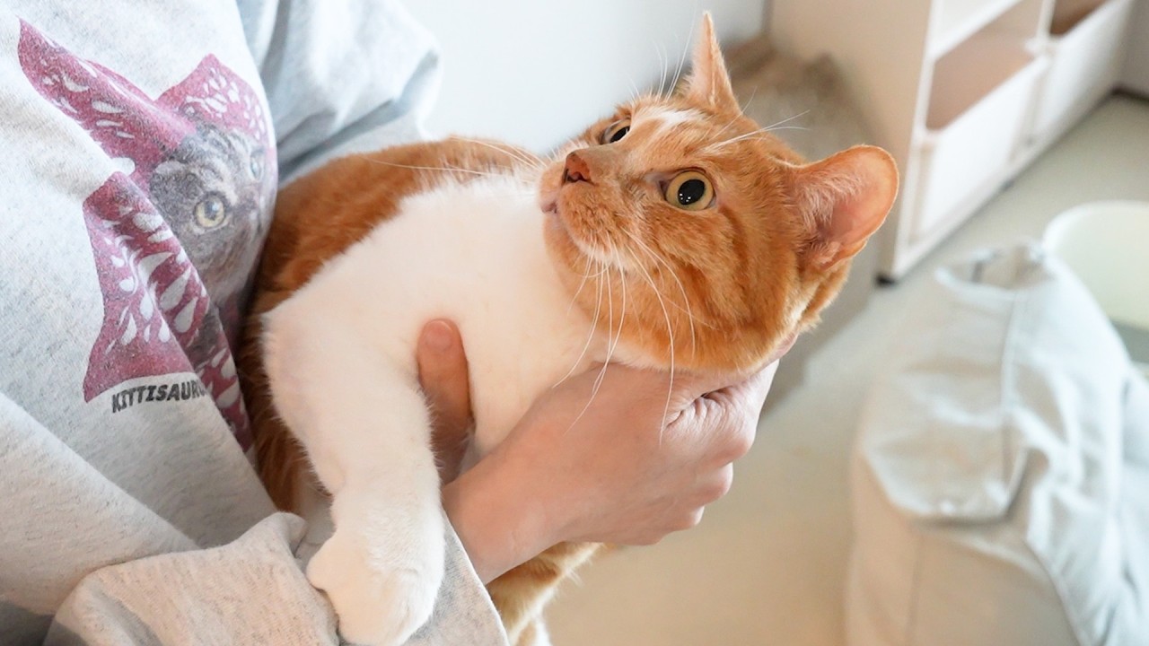 3년만에 길고양이 나나를 안아보았어요.