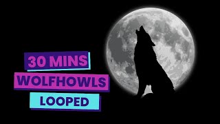 30 Minute Wolf Howling Looped | Unique Animal Sounds