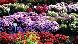 Beautiful Autumn Flowers - Сhrysanthemum Cultivation