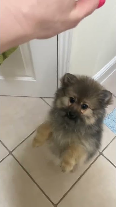 Dog porn