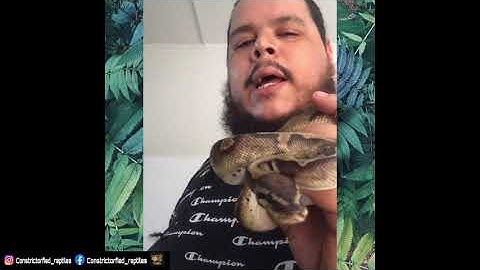 pied ball python off feed for few months(live snake feeding)