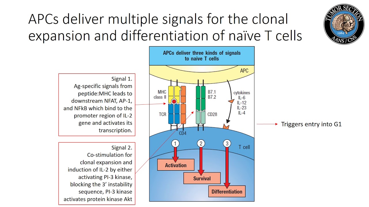 T Cell Mediated Immunity » Lillian S. Wells Department of
