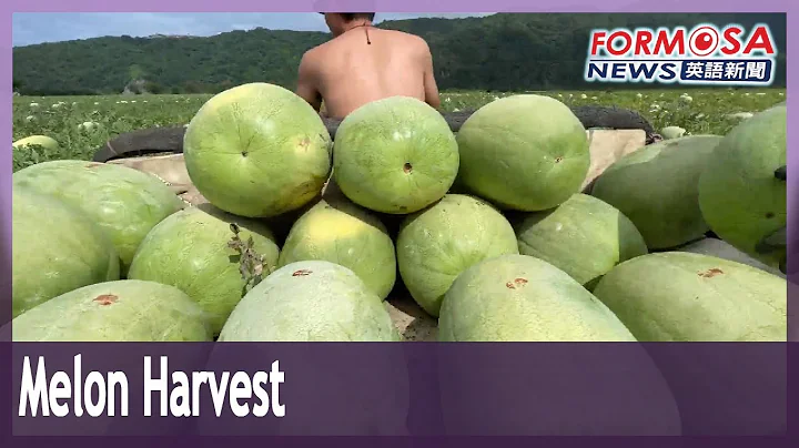 The weird and wonderful jobs involved in the watermelon harvest - DayDayNews