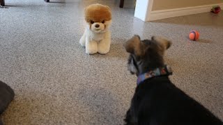 Puppy Growling At Boo The World's Cutest Dog