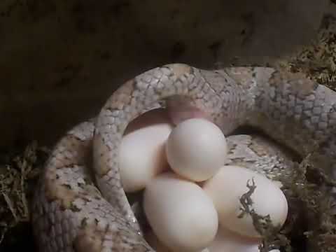 როგორ დებს გველი კვერცხს  / How laying a snake egg?