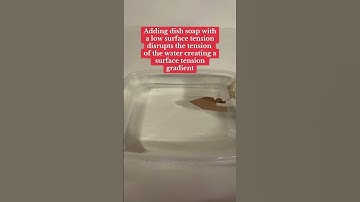 The Soap Powered Boat Experiment! 🧼 #Science #STEM #ScienceExperiments #SurfaceTension #Shorts