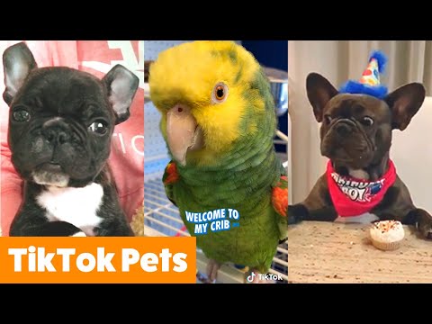 TikTok Pets Too Cute You'll Smile | Funny Pet Videos