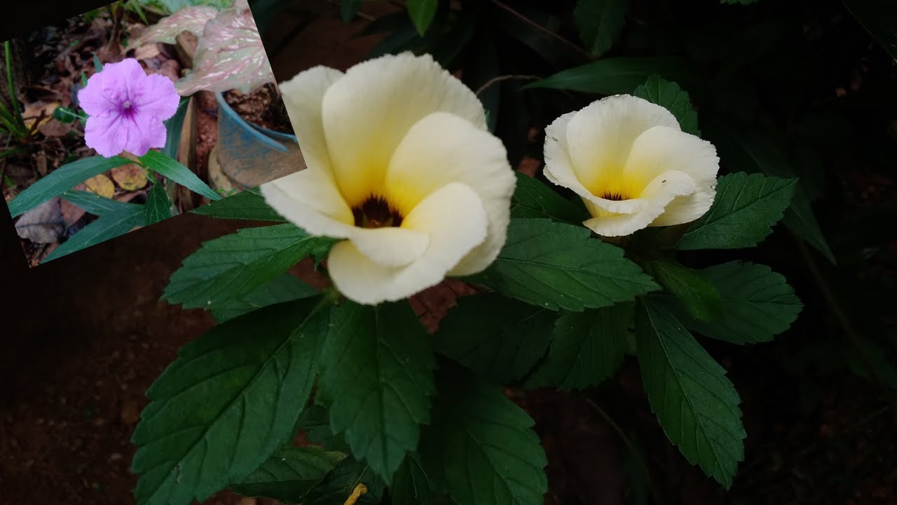 Flowers Cute SMS Ringtone Call Ringtone Notification Ringtone