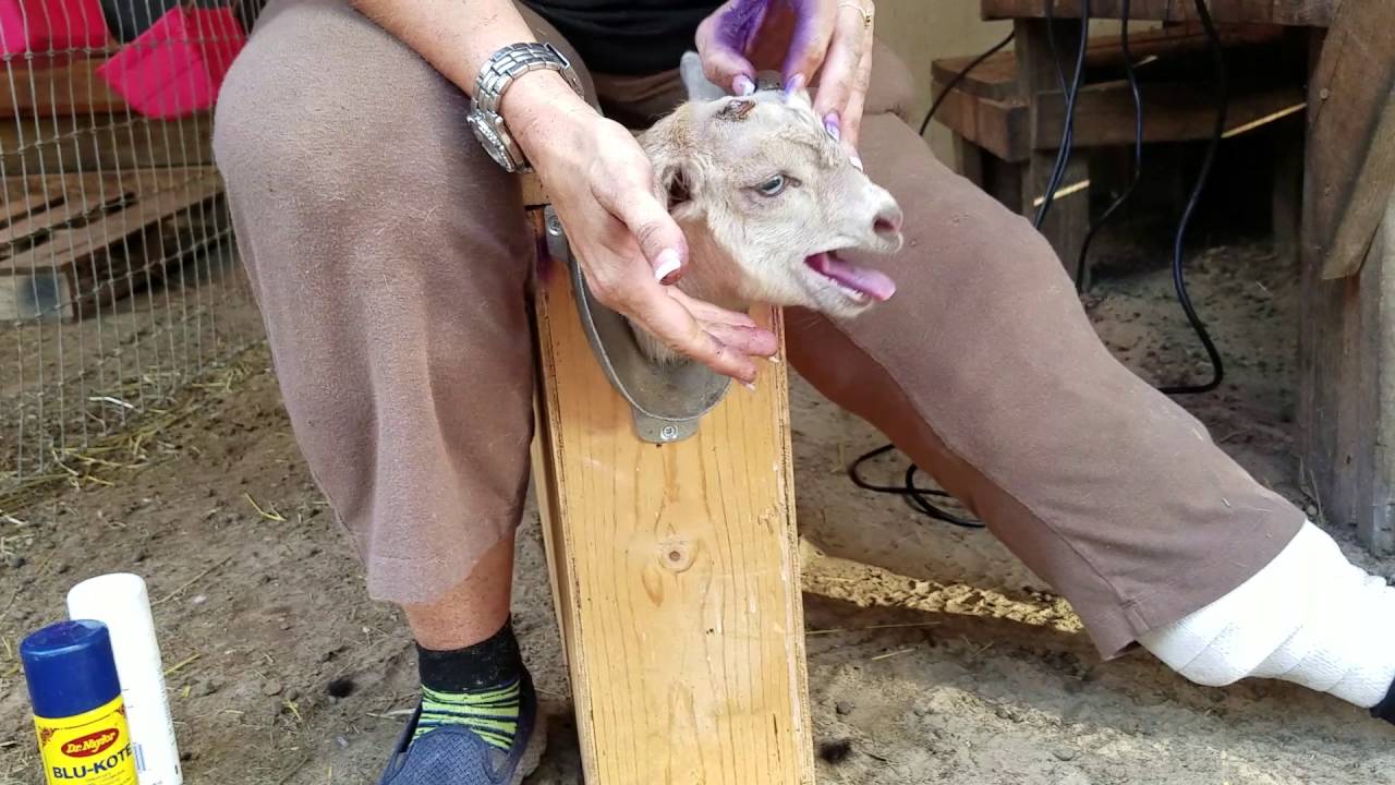 How I Disbud A Nigerian Dwarf Buckling Goat At 10 Days Old YouTube how-i-disbud-a-nigerian-dwarf-buckling-goat-at-10-days-old-youtube