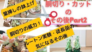 多肉植物 胴切り 徒長 ルートン実験のその後 胴切りの威力に驚く 気になる徒長苗もしっかりしたお顔に 多肉事 今日もいろいろしましたよ 緊急事態宣言伸びそうですね おうち時間過ごしましょう Youtube