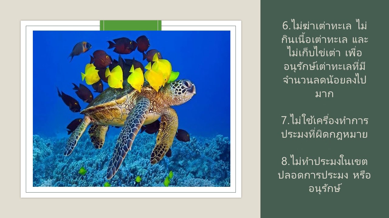 การอนุรักษ์สัตว์น้ำในทะเล