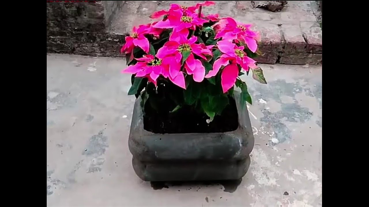  membuat  pot  bunga  dari  semen YouTube