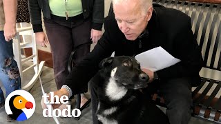 Rescue Puppy Gets Adopted By Joe Biden | The Dodo