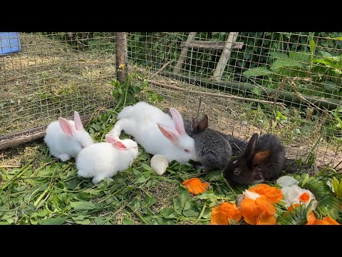 Rabbits Eat Green Vegetables And Carrots