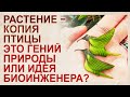 Кто создал организмы – бог, природа или команда биоинженеров? Примеры, факты, доводы и версии.