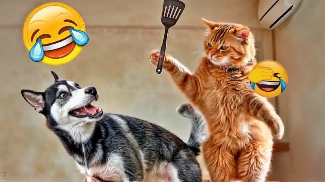 Best Funny Animals 2026😺Funniest Dogs and Cats😼🐶