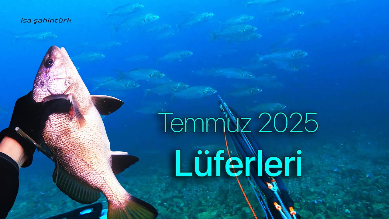 Lüferler, Eşkinalar - Temmuz 2025 İstanbul Boğazı