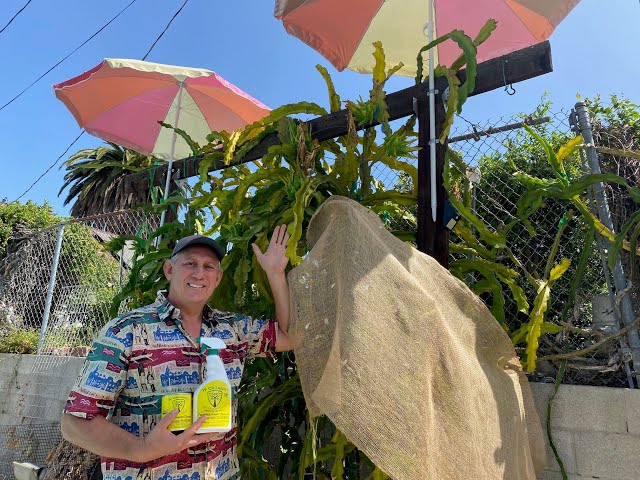 dragonfruit colored patio umbrella Double-Top Cantilever with Base Its high DIY shade cloth for dragon