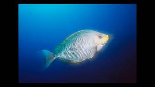 there is definitely something fish