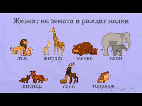 Диви животни - Околен свят 1 клас | academico
