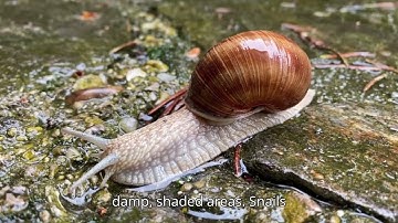 Snails | Snail is a slow-moving mollusk known for its spiral shell, soft body.