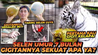 KEKUATAN G1G1TAN ANAK HARIMAU UMUR 7 BULAN ! JIKA TERKENA G1G1TAN BEGINI DAMPAK NYA !