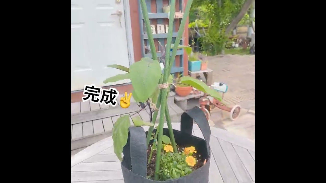 ナスの育て方 Vol 2 支柱の立て方とわき芽かき Youtube ナスの育て方 Vol 2 支柱の立て方とわき芽かき Youtube