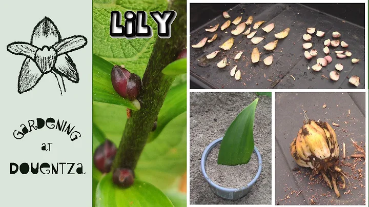 6 Ways to Propagate Lilies || Scaling, Bulbils, Division, Cuttings, Bulblets & Seed - DayDayNews