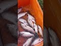 Pandugappa viralshorts youtubeshorts viral.s shorts fishermandasu