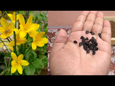 Video: Kā Izaudzēt Liliju No Sēklām? 19 Fotogrāfijas Audzēšanas Noteikumi. Kā Izskatās Sēklas? Kādas šķirnes Audzēt Mājās?