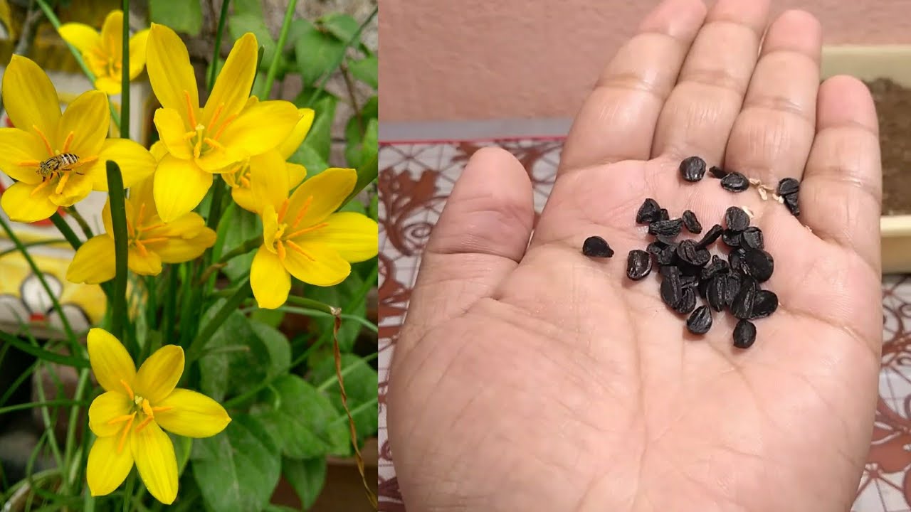 Planting, Growing, Seeds and Caring for Lilies 