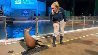 Full Sea Lion Show at Mystic Aquarium, Connecticut 2023