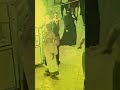 شاهد فيديو لص محترف في عدن تكشفه كاميرات مراقبة