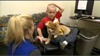 Pets Help Cancer Patients: Swoosh On The Job!