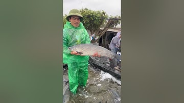 🔴 Tất bật cảnh thu hoạch Cá Trắm Đen to 5-20kg Tết 2025 Miền Bắc #harvesting #blackcarp #ThủySảnWork