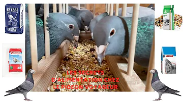 Comment nourrir les pigeons voyageurs ?