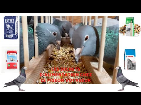 Video: Kdaj je sezona gnezdenja golobov?