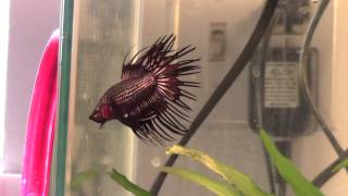 Download Lagu Black Dragon Crowntail Betta Download Lagu Black Dragon Crowntail Betta