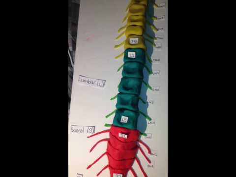 Play-Doe Spinal Cord Model and Transverse Cut of Thoracic Section of