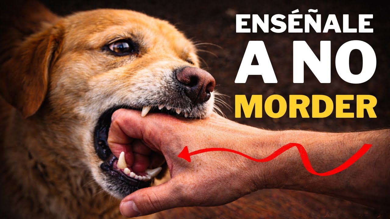 8 trucos para que tu perro deje de morderte las manos