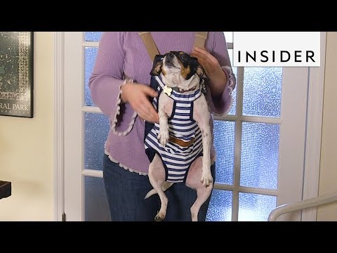 how-to-carry-your-dog-with-a-baby-carrier