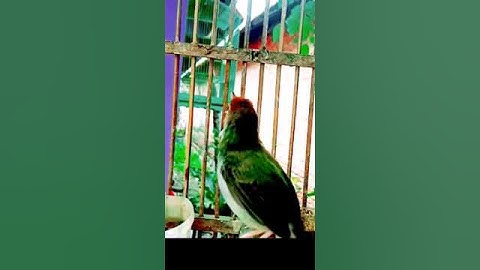 prenjak lumut gacor nembak#prenjaklumutgacor #prenjakmerah #shorts